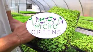 GREENLAND microgreen autoempleo invernadero / huerto urbano