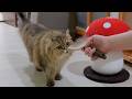 Emma! Can you brush a kitten that comes obediently when called?