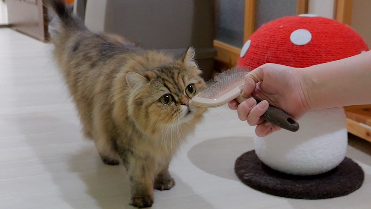 Emma! Can you brush a kitten that comes obediently when called?