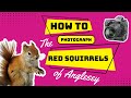 How to Photograph the Red Squirrels of Anglesey