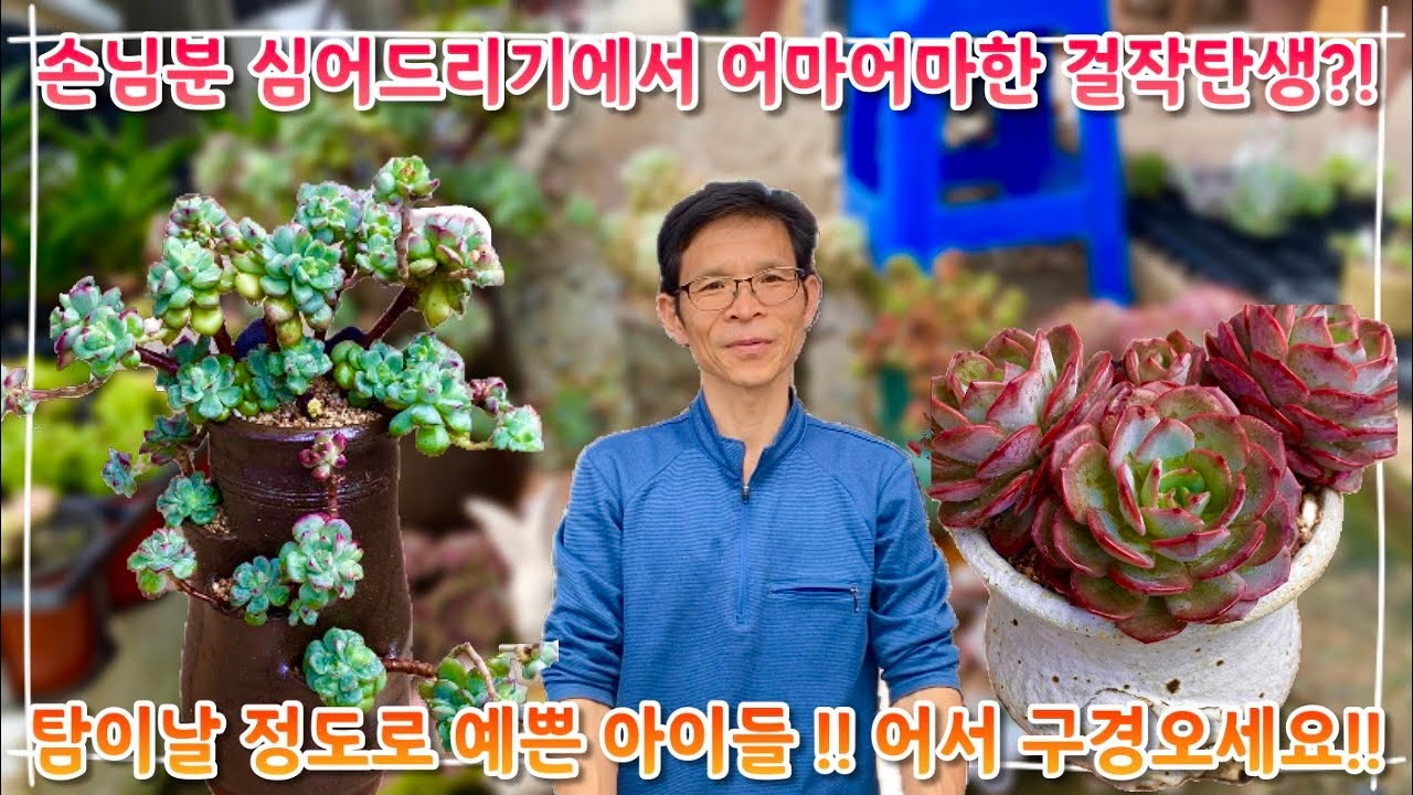 손님분 심어드리는 과정중 엄청난 작품 탄생 ?! 탐이 날 정도로 예쁜 아이들이 한가득 !! 여러분~ 어서 예쁜 다육이들 구경오세요 ~!!