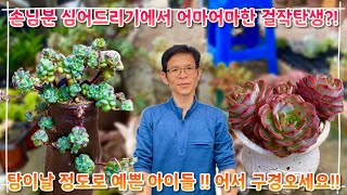 손님분 심어드리는 과정중 엄청난 작품 탄생 ?! 탐이 날 정도로 예쁜 아이들이 한가득 !! 여러분~ 어서 예쁜 다육이들 구경오세요 ~!!