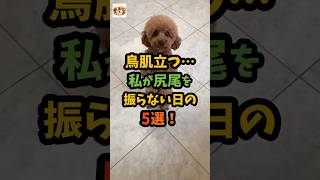 動物の気持ちを見落としてた理由 #ペット #発見