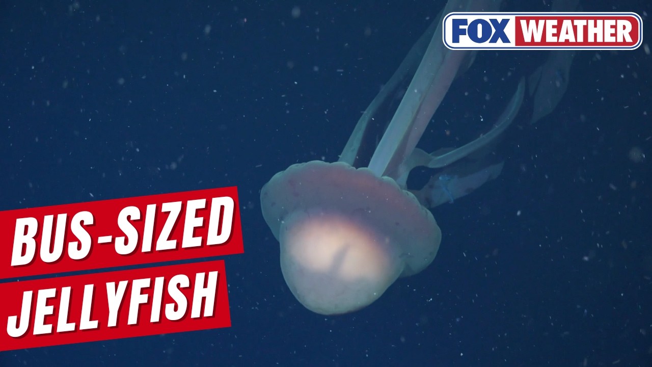 Watch: Jellyfish That Can Grow As Big As A School Bus Spotted Off Argentina
