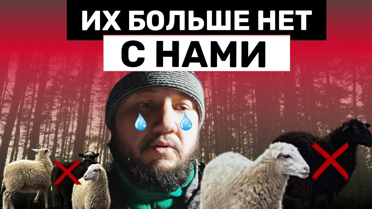 У нас снова потери, на этот раз овцы - YouTube