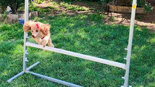 22 tricks in 60 seconds! Amber the smart mini labradoodle 🐾