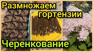 Черенкование Гортензий весной.🌱Очень простой способ.Мой эксперимент.