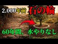 「石の輪ひとつで水やり不要、60年成長 — この木がローマ人が2000年前に知っていた知恵を証明した」| ガーデニング | 栽培 | 植物 | 雑草対策