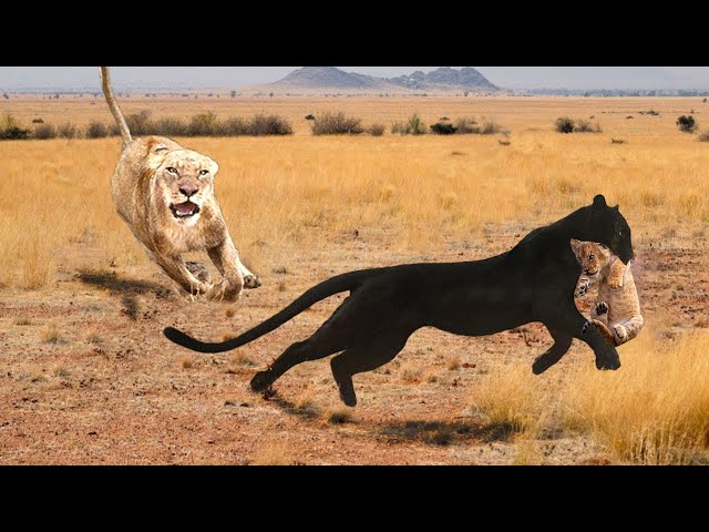 Big Mistake Leopard When Risking Her Life To Kidnap Lion Cub- The Lion Mother's Brutal Vengeance class=