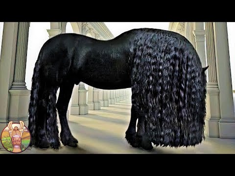 Vidéo: Quelles sont les races de chevaux les plus impertinentes ?