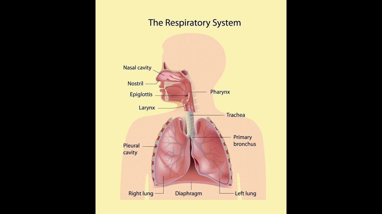 Respiratory Anatomy (Part 1) - YouTube