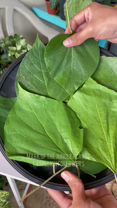Dahon ng Gmelina Para sa Masakit na kamay  #HERBAL #dahonngGmelina