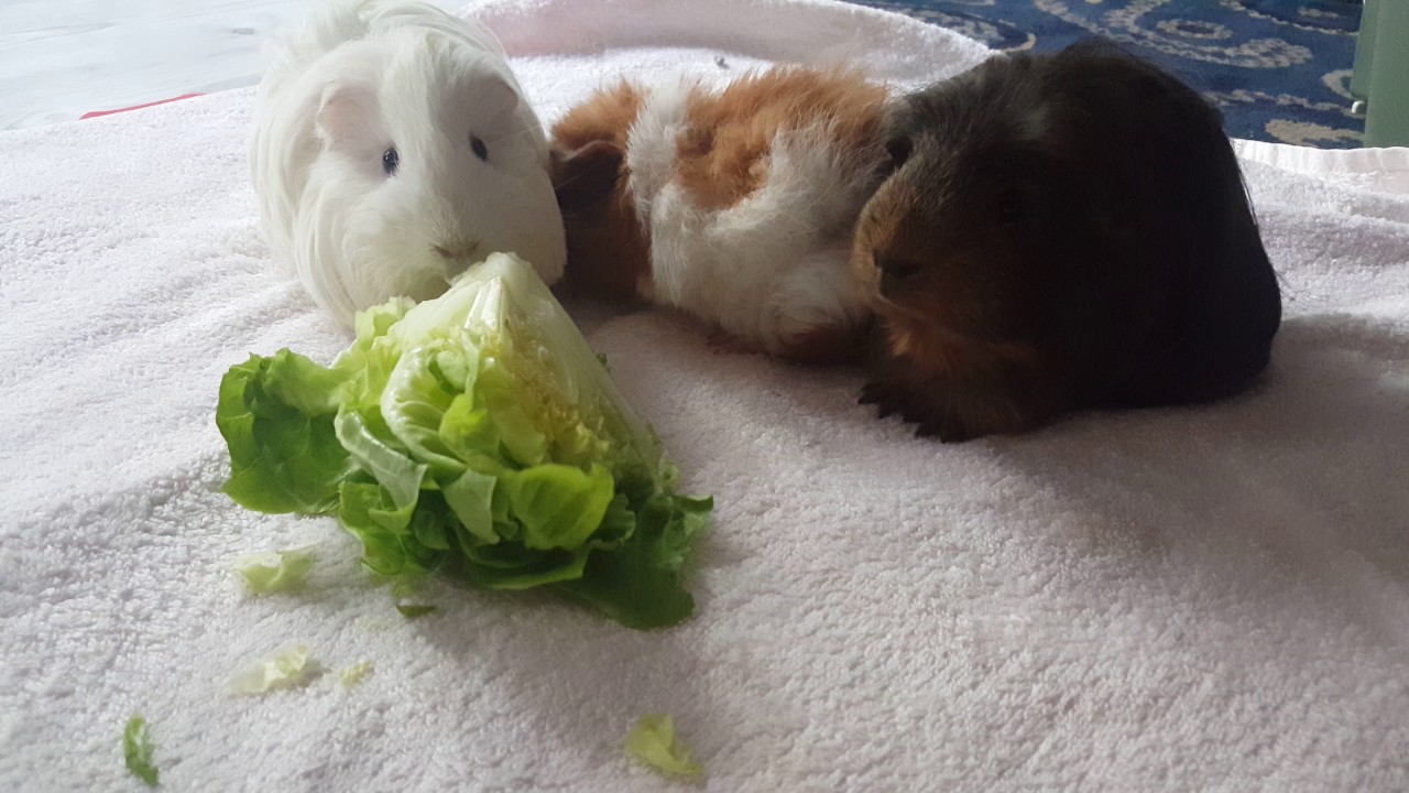 picky guinea pig