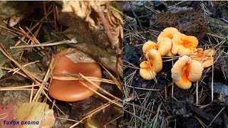 Топ 5 съедобных и малознакомых грибов в сосновых борах +3 вида ядовитых