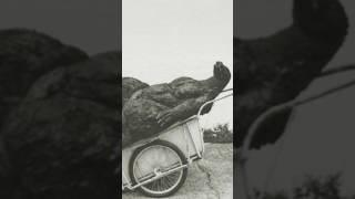 The Lost Version of Mothra vs. Godzilla (1964)