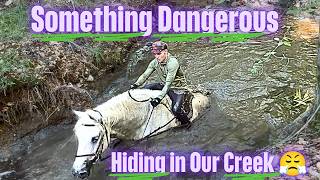 We're Closing the Creek After What Happened to My Horse. What is hiding down there?