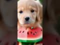#, dog dance Punjabi song