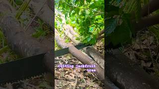 process of cutting jackfruit tree #subscribe #subscribers