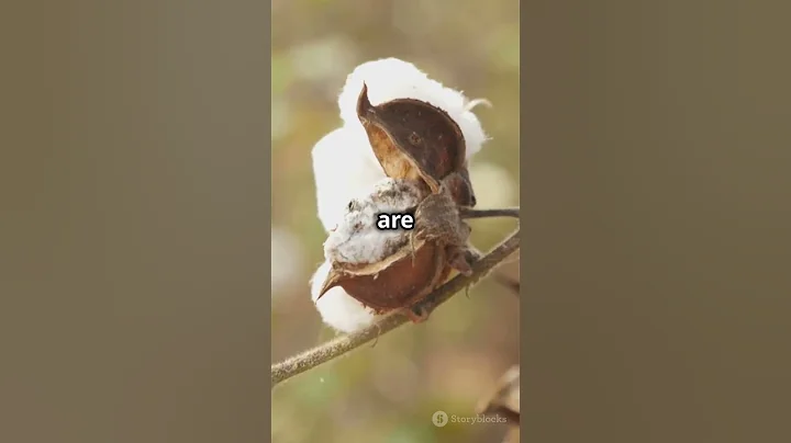 Mind Blowing Facts About Cotton!!