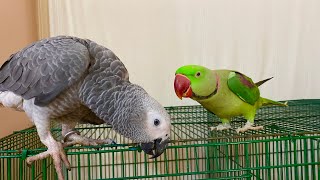 Alexandrine Parrot Talking with Grey Parrot