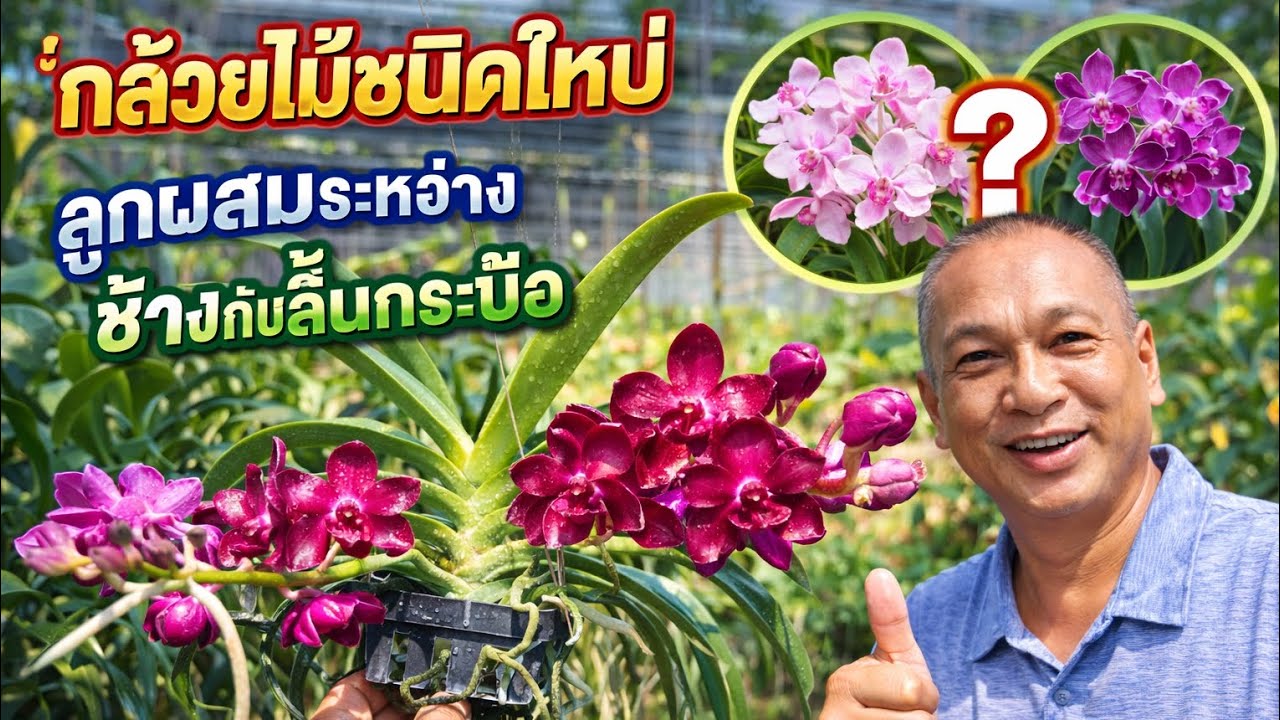 กล้วยไม้ชนิดใหม่ ลูกผสมช้าง กับลิ้นกระบือ กลิ่นหอม ชื่นใจ