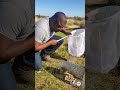 catching animals - Xerus