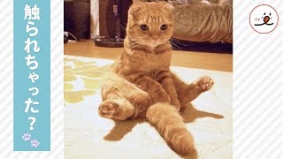 猫の肉球スイッチを触ると、可愛い姿を見せてくれた！【PECO TV】