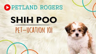 Everything you need to know about Shih Poo puppies! by Petland Rogers 4 views 8 months ago 45 seconds