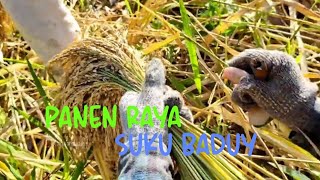 PANEN PADI HUMA SUKU BADUY #sukubaduy #aajago #baduyluar #trending