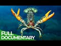 Lobsters - Noble Knights of the Ocean | Free Documentary Nature