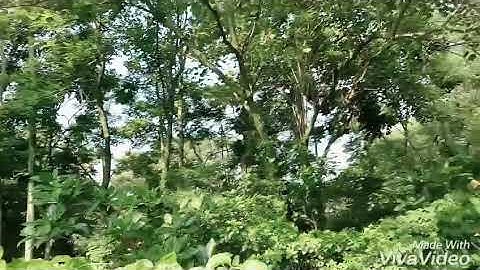 Babakan Siliwangi (BAKSIL) FOREST WALK BANDUNG