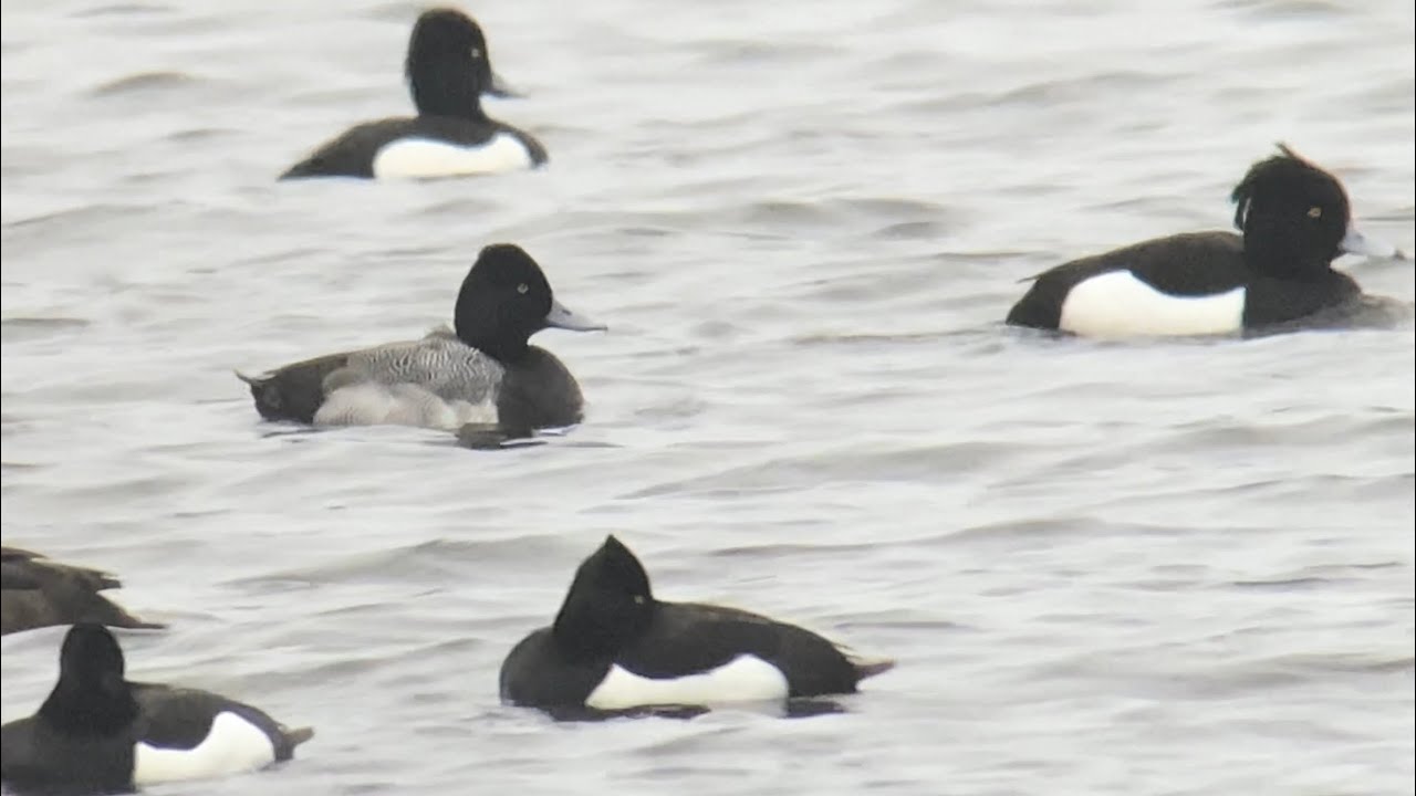 Kleine Topper man, Wervershoof, 7-3-2026