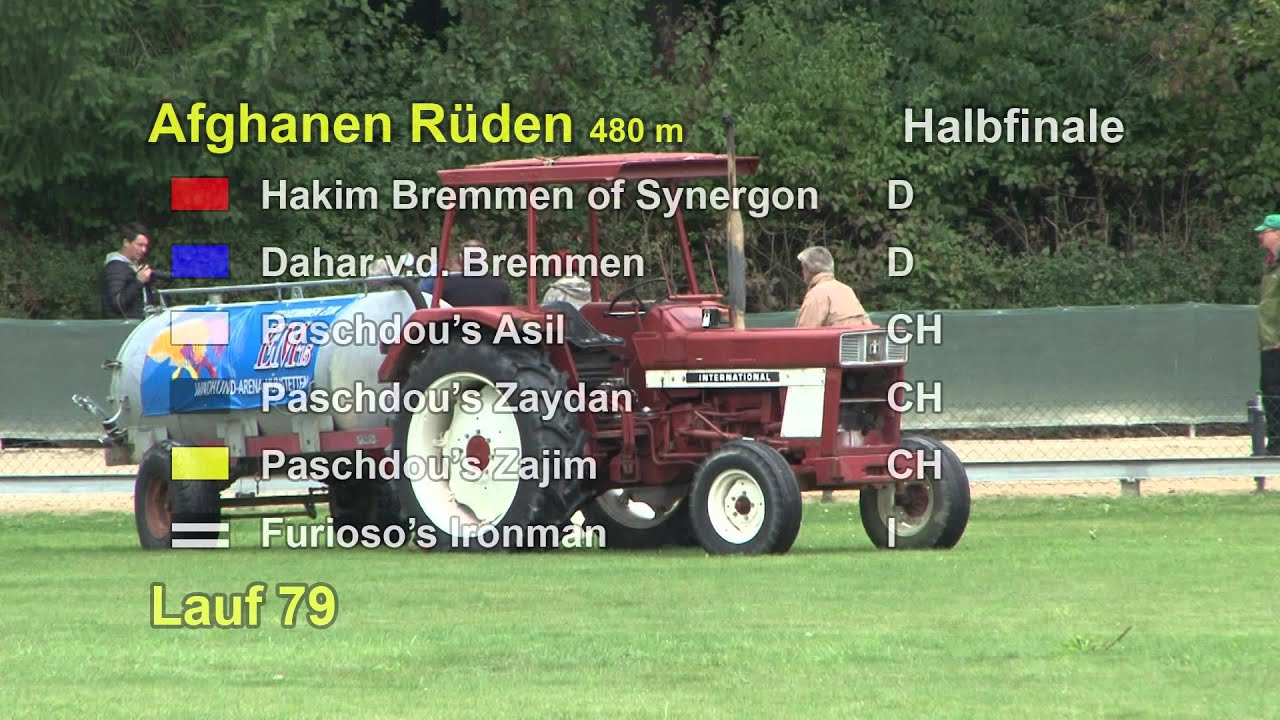 Hünstetten FCI Europameisterschaft 2015 Afghanen Rüden