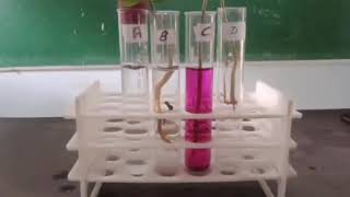Activity:- To demonstrate roots absorb water