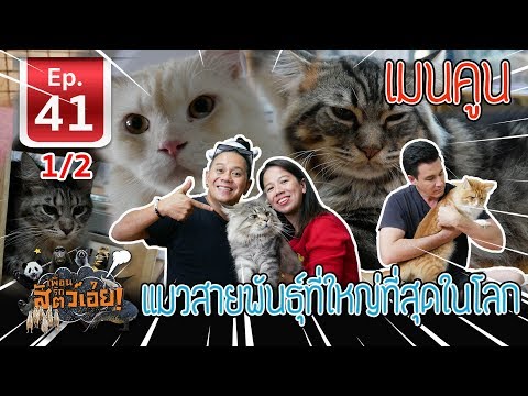 เมนคูน แมวสายพันธุ์ที่ใหญ่ที่สุดในโลก - เ​พื่อนรักสัตว์เอ๊ย EP.41 (1/2)