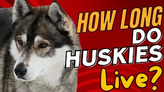 How Long Do Huskies Live? 🐾🕰️