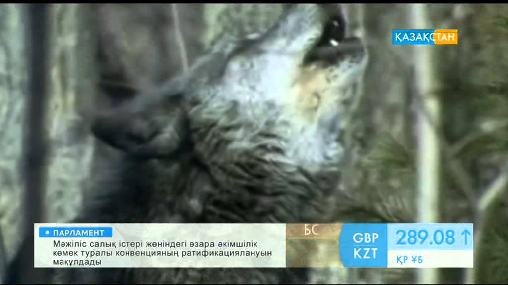 Бейне бұталарға сину Кировоград облысының Новомиргород қаласындағы секс