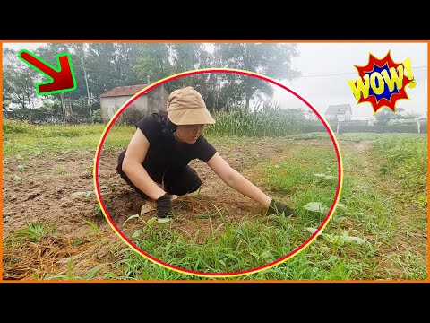 Video: Cách Kết Bạn Làm Vườn - Mẹo Chia Sẻ Cây Và Rau