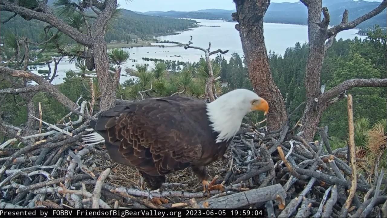 Another day over FOBBV CAM Big Bear Bald Eagle Live Nest Cam 1 / Big