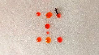 Ants Making The Letter I Ant Vs Liquid Candy