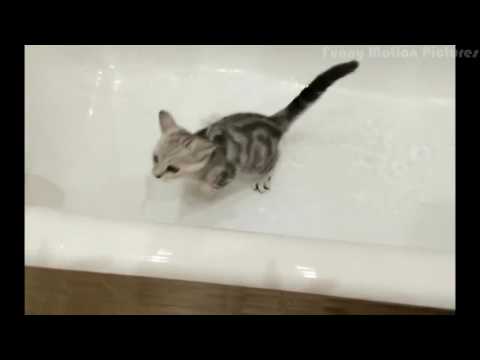 Video: Existují Vlastně Kočky Jako Voda?