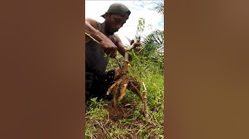 Harvesting cassava part 70 #shorts #farming #cassava #nature  #cassavaroots #cassavafarming