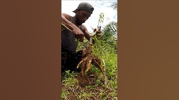 Harvesting cassava part 70 #shorts #farming #cassava #nature  #cassavaroots #cassavafarming