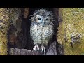 Tawny Owl Chick Gets Drenched 🦉🐥  | Bonnie &amp; Ozzy | Robert E Fuller