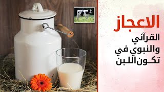 الاعجاز القرآني والنبوي في تكون اللبن ( من بين فرث ودم لبنا خالصا سائغا للشاربين)