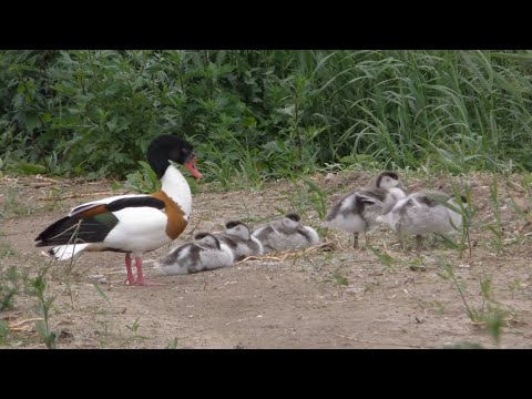 Video: Ar muskusinės antys gali kalbėti?