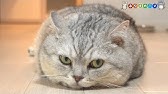 猫おもしろ 愛しのデブ猫特集 でぶ猫 Fat Cat Youtube 猫おもしろ 愛しのデブ猫特集 でぶ猫 Fat Cat Youtube