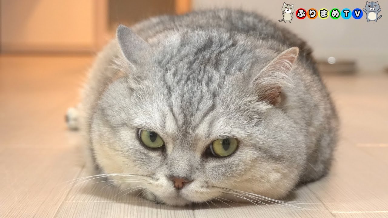 テロップ無 でぶ猫マンチカンの詰め合わせ 巻 Youtube