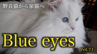 野良猫時代も今も変わらない美しいブルーアイに吸い込まれそうです♡ Beautiful blue eyed cat