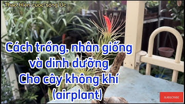 Chia sẻ cách trồng cây không khí từ A đến Z #86ThaoHiencuocsongUc